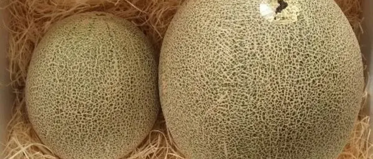 单个100元，限量300组，糖度高达17度！日本电解氢水培养草津蜜瓜