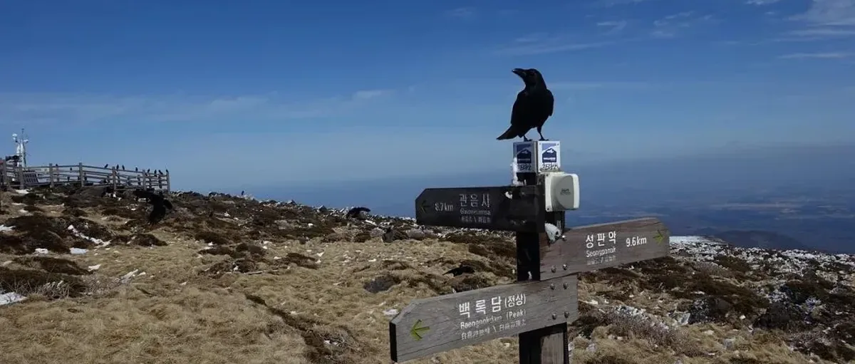 首个氢能法国家：无大型绿氢项目 预算连年降 绿氢从海中求