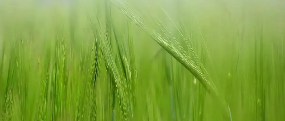比尔·盖茨日本放大招!合建生物质制氢工厂