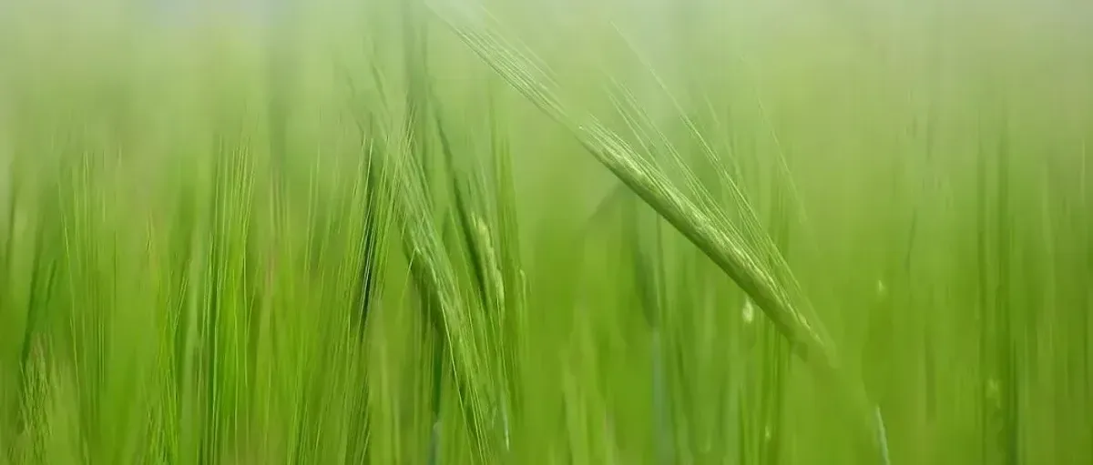 比尔·盖茨日本放大招!合建生物质制氢工厂