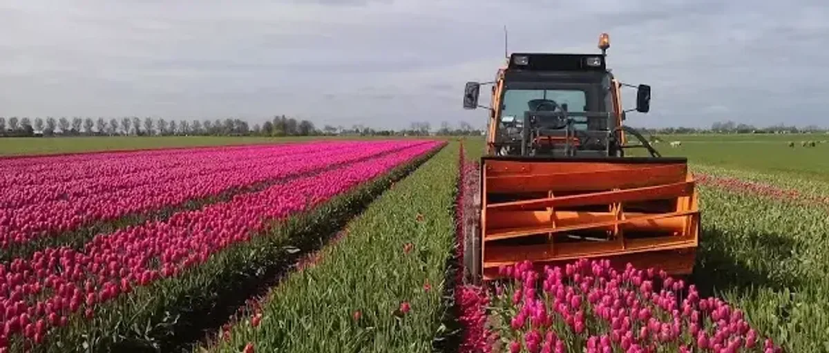 全球首个!荷兰郁金香花农用1兆瓦固体氧化物电解槽制绿氢
