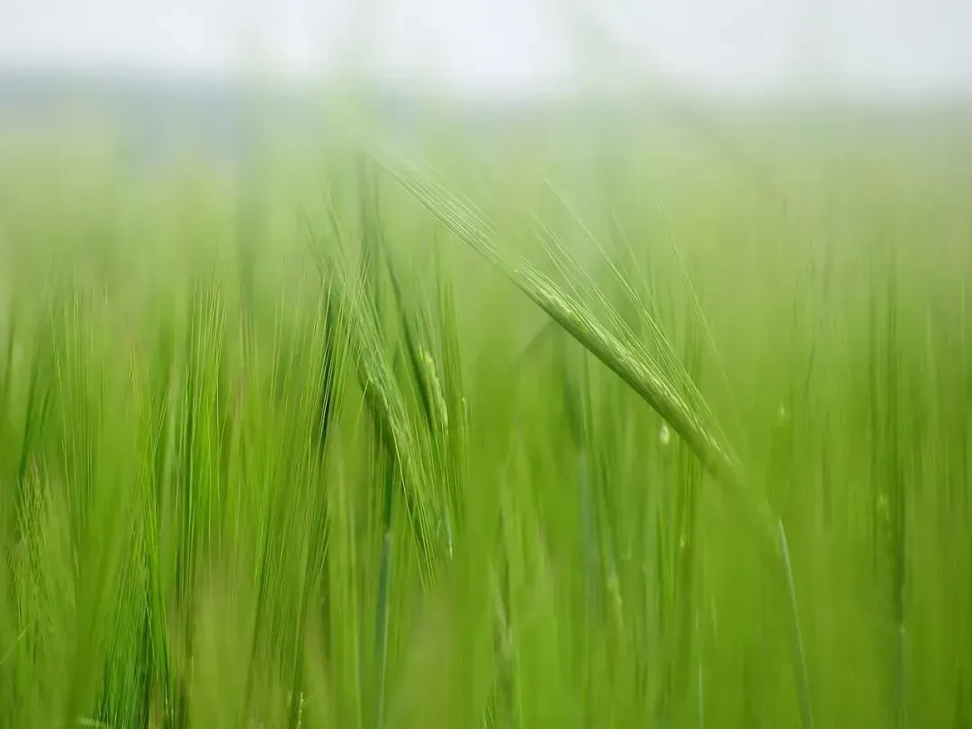 比尔·盖茨日本放大招！合建生物质制氢工厂